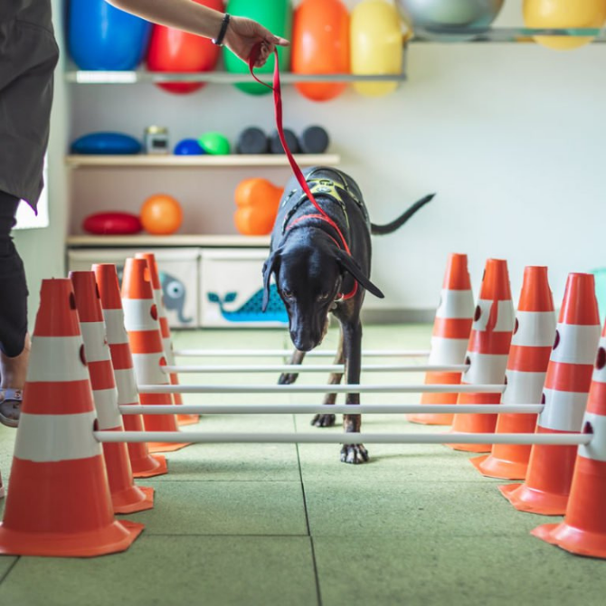 Cinesioterapia Animal