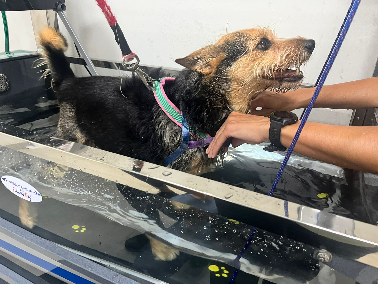 Hidroesteira para cachorro: para que serve?