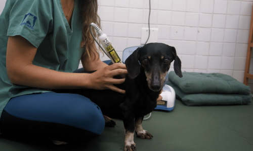 A Importância da Fisioterapia Veterinária na Qualidade de Vida do Seu Pet