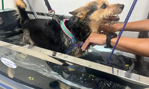 Hidroesteira para cachorro: para que serve?